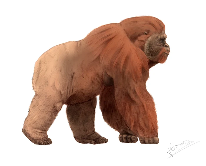 ---------De-ce-a-disprut-Gigantopithecus-cea-mai-mare-primat-care-a-trit-pe-pmnt-acum-sute-de-mii-de-ani-Era-un-adevrat-King-Kong
