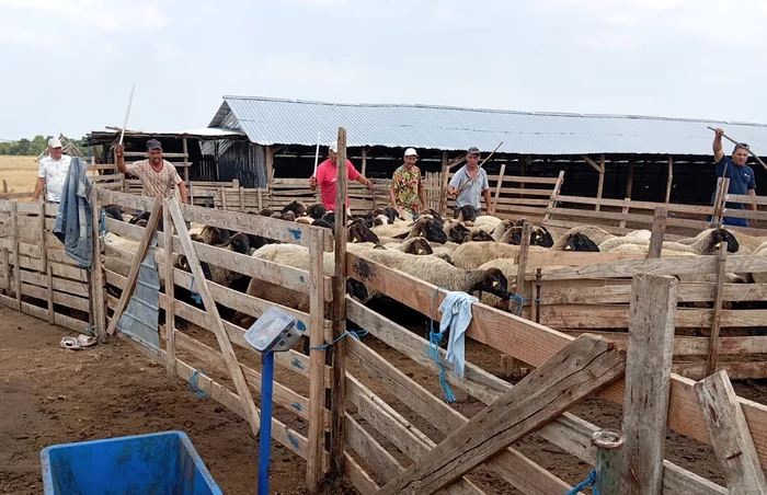 ---------Disperare-n-Olt-Fermierii-care-au-rmas-i-fr-animale-i-fr-despgubiri-vor-s-intre-n-greva-foamei-n-faa-ANSVSA