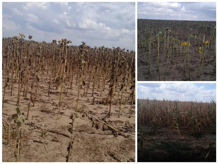 ---------Fermierii-lovii-de-secet-presai-din-toate-prile-culturile-distruse-datoriile-bat-la-u-ajutorul-ntrzie--