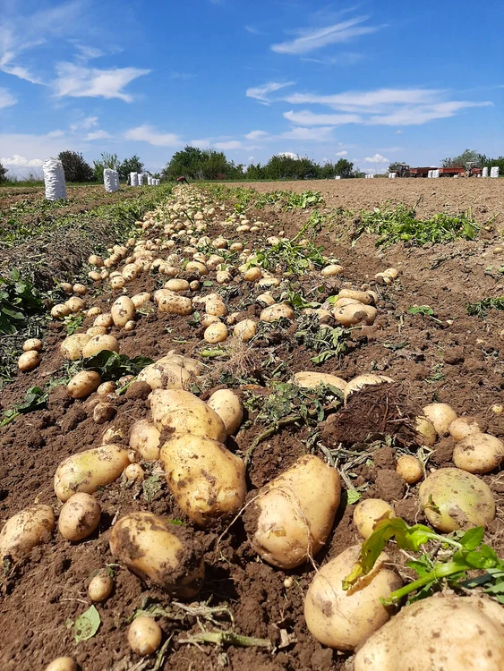 ---------Fermierii-romni-pot-accesa-peste-151-de-milioane-de-euro-Cnd-ncepe-depunerea-proiectelor