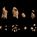 ---------O-fosil-de-34-milioane-de-ani-schimb-povestea-originilor-umane-Ce-au-descoperit-cercettorii