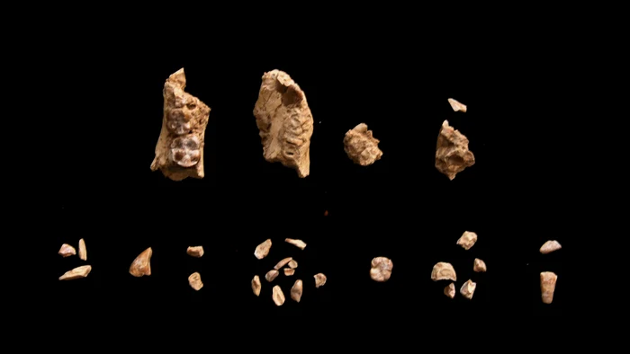 ---------O-fosil-de-34-milioane-de-ani-schimb-povestea-originilor-umane-Ce-au-descoperit-cercettorii