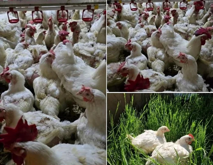 ---------Un-medic-veterinar-a-construit-ntr-un-sat-din-Botoani-afacerea-viitorului-o-ferm-de-psri-complet-robotizat-