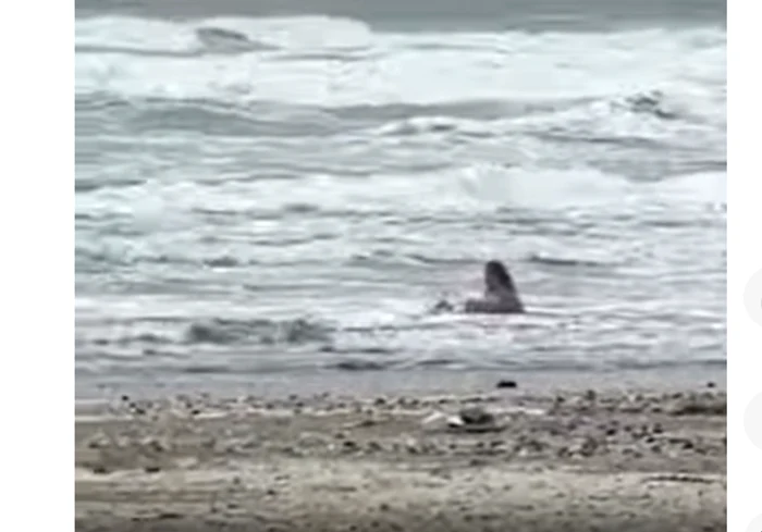Video----------Femeie-filmat-n-mare-la-Mamaia-dei-termometrele-indicau-doar-8-grade-Turista-a-fcut-i-plaj