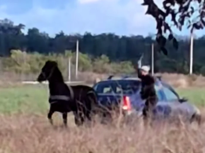 Video----------Val-de-revolt-pe-Internet-din-cauza-unui-videoclip-cu-un-cal-lovit-cu-cruzime-pus-s-tracteze-o-main-A-fost-deschis-dosar-penal