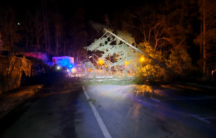 ---------Vntul-puternic-a-dobort-mai-muli-arbori-i-stlpi-n-Sinaia-Cod-portocaliu-valabil-pn-luni