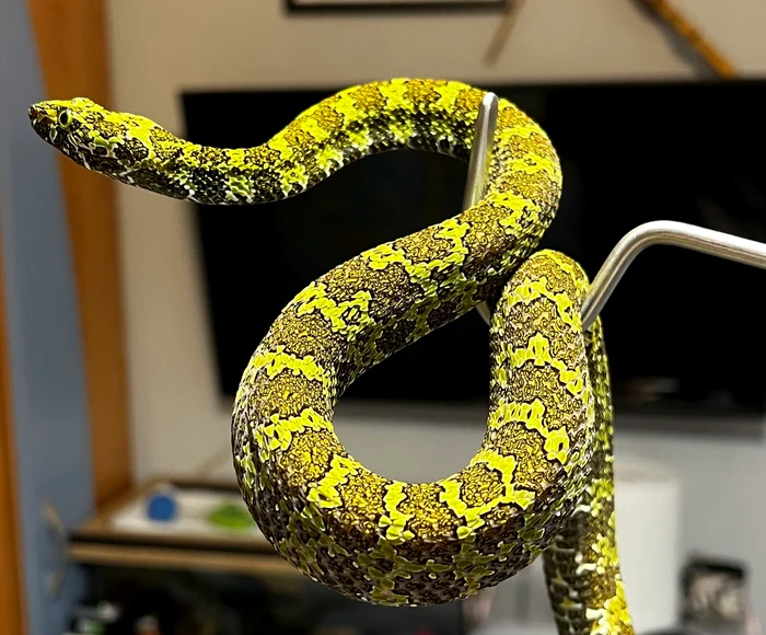 ---------Cresctorie-ilegal-de-reptile-n-12-metri-ptrai-descoperit-ntr-un-apartament-din-Bihor