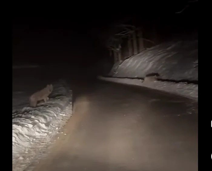 ---------Imagini-cu-o-hait-de-lupi-care-a-ieit-din-pdure-n-faa-unei-maini-Unul-dintre-animale-i-a-dat-fiori-oferului