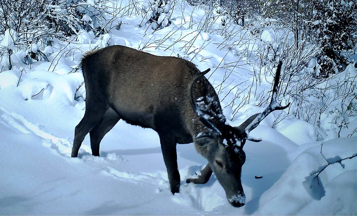 ---------Incontiena-unui-vizitator-a-ucis-un-cerb-carpatin-la-Zoo-Trgu-Mure-Animalul-a-murit-n-chinuri-dup-ce-a-nghiit-o-mnu-de-piele