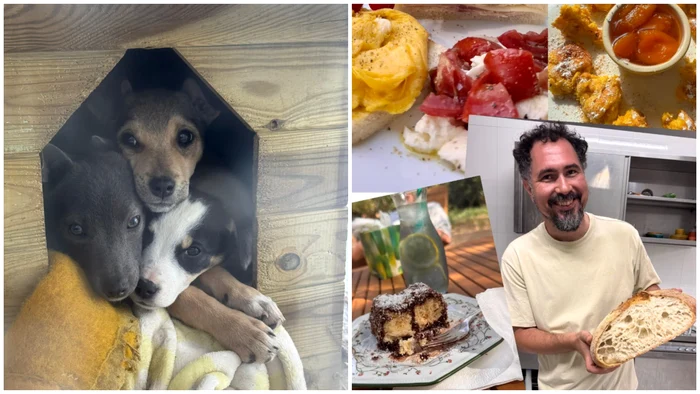 ---------Ofert-inedit-Un-restaurant-din-judeul-Constana-ofer-mncare-pe-via-celor-care-adopt-o-celu-salvat-de-pe-cmp