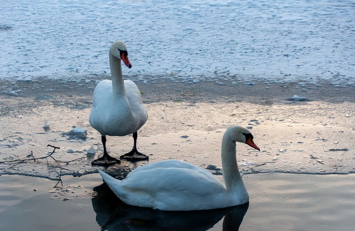 ---------Opt-lebede-au-ngheat-pe-Lacul-Moara-Domneasc-din-judeul-Vaslui-DSVSA-efectueaz-teste-inclusiv-pentru-gripa-aviar