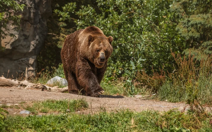 ---------RO-ALERT-la-Sinaia-n-prima-zi-din-2026-dup-ce-un-urs-a-aprut-pe-Poteca-Regal-lng-Castelul-Pele