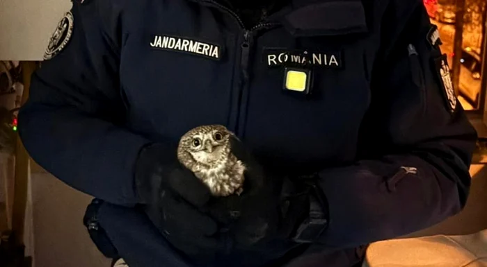 Video----------Apel-neobinuit-la-112-n-Botoani-O-bufni-a-intrat-ntr-un-apartament-prin-eava-de-ventilaie