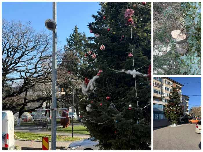 Video----------Bradul-de-Crciun-din-Drgani-furat-din-cimitir-Familia-care-l-a-plantat-a-fost-ocat-s-l-vad-n-Ajun-n-centrul-oraului