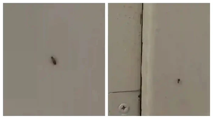 Video----------Pacientul-unui-spital-din-Sebe-a-publicat-imagini-cu-insecte-pe-perei-Managerul-unitii-A-fost-vorba-despre-un-singur-gndac-un-pui-