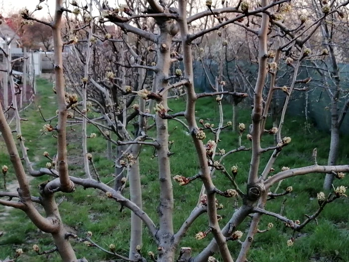 ---------Ajutor-de-stat-pentru-livezile-afectate-de-nghe-pomicultorii-pot-primi-pn-la-2000-de-euro-pe-hectar-prin-APIA