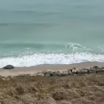 ---------Alert-pe-plaj-dron-gsit-ntre-Costineti-i-Tuzla-observat-de-trei-tineri-la-plimbare-cu-bicicleta