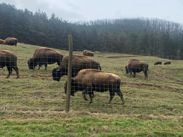 ---------Anchet-ampl-la-ferma-de-bizoni-din-Cluj-dup-descoperirea-a-sute-de-animale-moarte