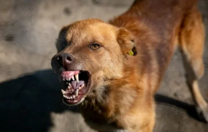 ---------Caz-de-rabie-la-un-cine-n-Iai-Animalul-care-devenise-agresiv-a-murit-dup-ce-a-fost-ridicat-de-hingheri