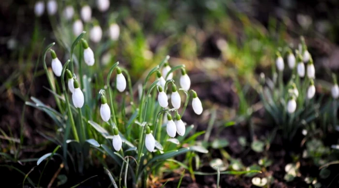 ---------Cum-va-fi-vremea-de-1-martie-Meteorologii-spun-cnd-vom-avea-temperaturi-de-primvar