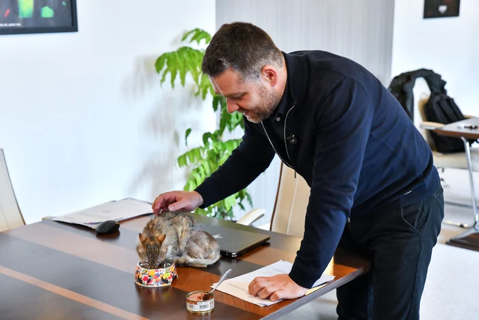 Foto----------Ciprian-Ciucu-a-adoptat-o-pisic-rnit-care-va-locui-n-biroul-su-de-la-Primria-Capitalei