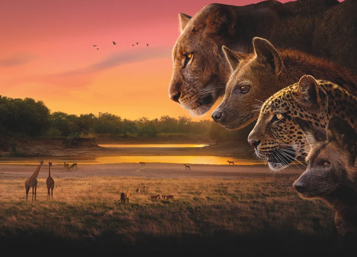 Interviu----------Lecia-slbticiei-dup-cinci-ani-n-Africa-Productor-BBC-Mi-ar-plcea-ca-oamenii-s-aib-sprijinul-pe-care-cinii-slbatici-l-au-unul-fa-de-cellalt