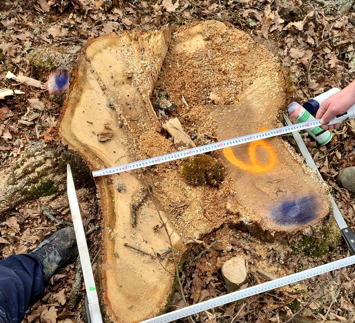 ---------Mai-muli-arbori-tiai-ilegal-ntr-o-arie-protejat-din-judeul-Braov-Ce-msuri-s-au-luat