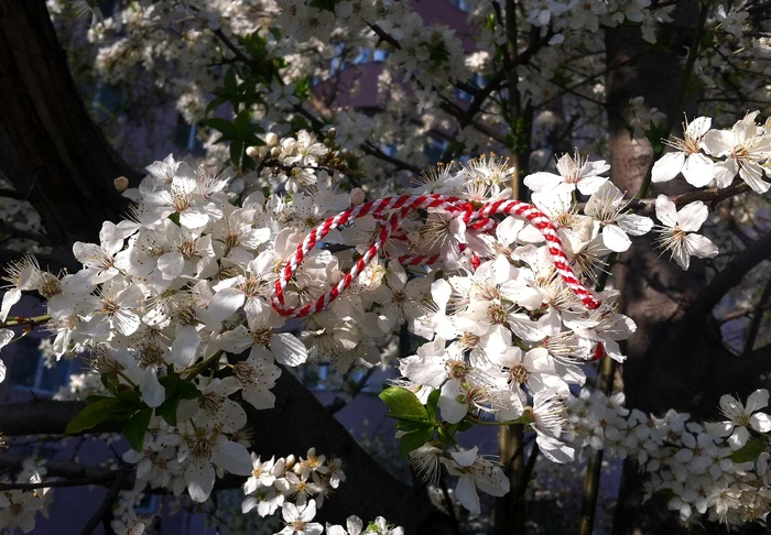 ---------Mriorul---de-la-simbol-al-primverii-la-cadou-modern-Idei-frumoase-utile-i-accesibile-pentru-profesoare-colege-mame-i-surori