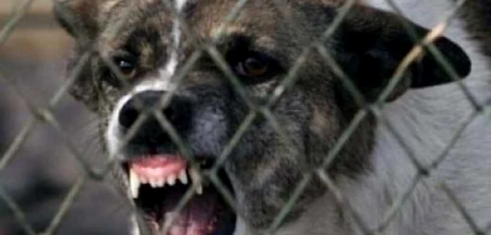 ---------O-femeie-a-murit-dup-ce-a-fost-atacat-i-mucat-de-cine-A-fost-gsit-fr-suflare-n-curtea-casei