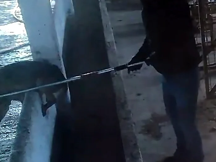 ---------Percheziii-n-dosarul-adpostului-de-cini-din-Vrancea-unde-animalele-erau-maltratate-1900-de-lei-pentru-fiecare-eutanasiere