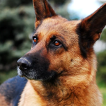 ---------Poliia-de-Frontier-Giurgiu-d-spre-adopie-un-cine-de-serviciu-retras-din-activitate-Ciobnescul-german-are-2-ani