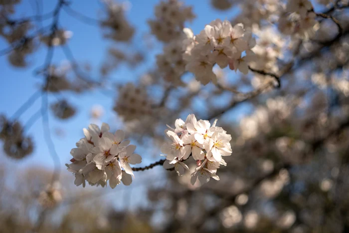 ---------Primvar-timpurie-n-Romnia-temperaturi-peste-medie-i-puine-ploi-pn-la-finalul-lunii-martie