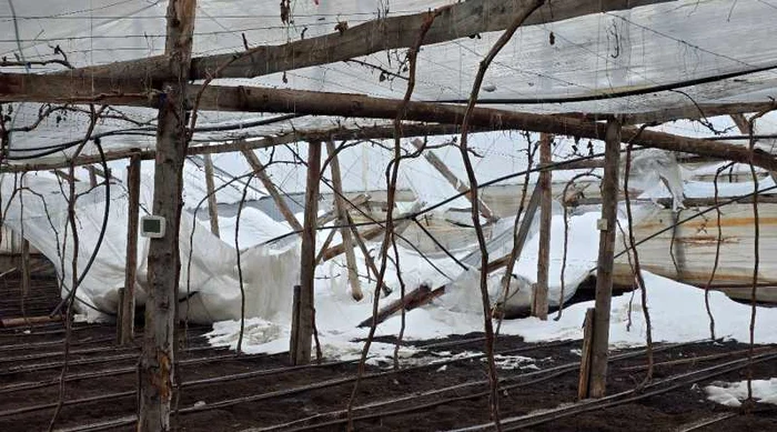 ---------Sute-de-solarii-distruse-de-viscolul-i-zpada-din-ultimele-zile-Pagube-de-zeci-de-mii-de-euro