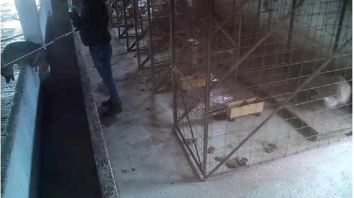 Video----------Adpost-de-cini-din-Vrancea-nchis-dup-apariia-unor-imagini-cu-maltratarea-i-eutanasierea-animalelor-Veterinarul-nu-trebuie-s-mai-ating-vreodat-un-animal