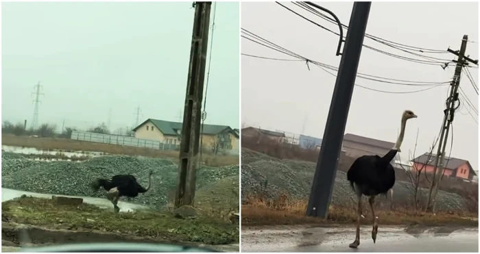 Video----------Misterul-struilor-care-umbl-liberi-pe-o-strad-din-Vaslui-Cum-a-ajuns-un-antreprenor-s-dein-50-de-psri-exotice