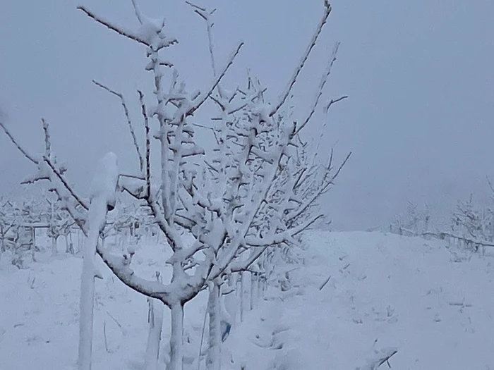 Video----------Pomicultura-o-aventur-pe-cont-propriu-Ce-fructe-produse-n-Romnia-vom-mai-avea-la-raft-n-anii-urmtori-Va-fi-foarte-greu