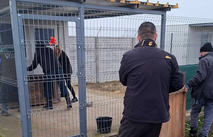 Video----------Zeci-de-cini-din-adpostul-groazei-din-Vrancea-au-fost-relocai