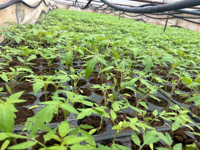 ---------Vremea-amenin-tomatele-extra-timpurii-ateptate-n-aprilie-rsadul-devine-produs-de-lux-i-preurile-ar-putea-urca-puternic