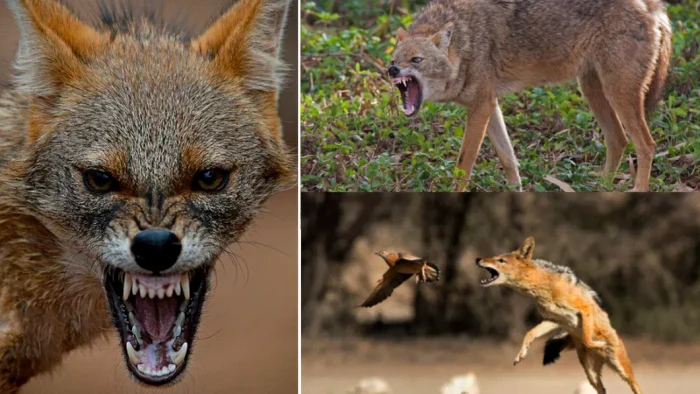 ---------acalii-terorizeaz-satele-din-Delta-Dunrii-Autoritile-deschid-sezonul-de-vntoare