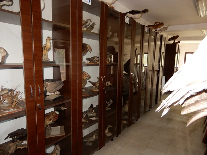 ---------Comoar-istoric-n-pericol-pe-Valea-Dunrii-Acolo-este-i-o-colecie-important-de-geme-i-camee-romane