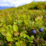 ---------Comorile-albastre-din-Carpai-care-i-pot-mbogi-pe-romni-Piaa-afinelor-ntr-o-cretere-uria