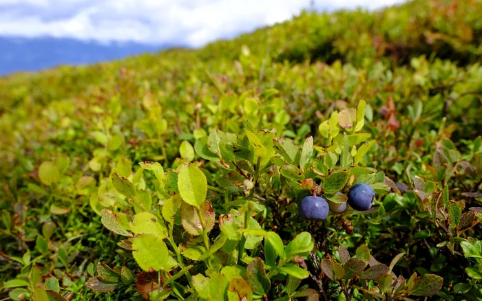 ---------Comorile-albastre-din-Carpai-care-i-pot-mbogi-pe-romni-Piaa-afinelor-ntr-o-cretere-uria