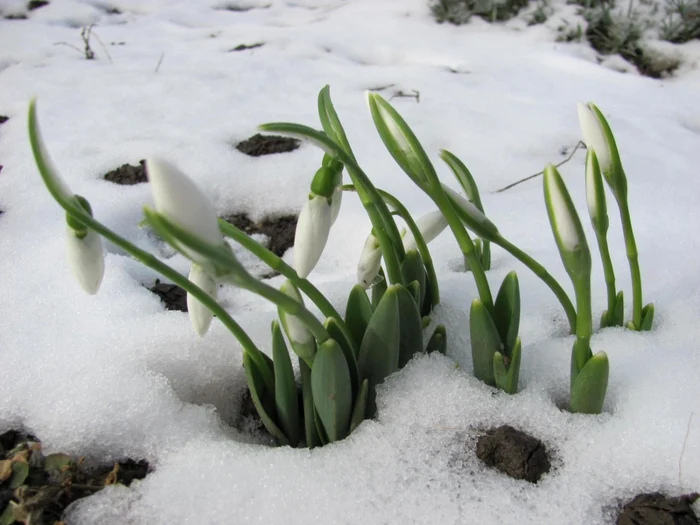 ---------Cum-se-alege-baba-de-martie-Legendele-din-spatele-tradiiei