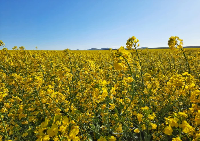 ---------De-ce-culturile-de-rapi-devin-un-pilon-strategic-al-agriculturii-ucrainene-planuri-de-extindere-i-cretere-a-produciei-pentru-biodiesel