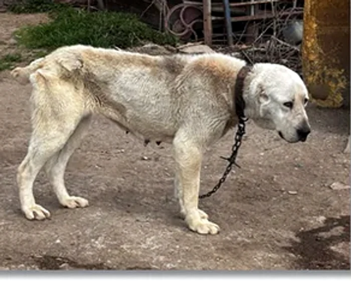 ---------Descoperire-cutremurtoare-ntr-o-gospodrie-din-Timi-43-de-cini-mutilai-inui-n-condiii-jalnice-Animalele-aveau-urechile-i-cozi-tiate