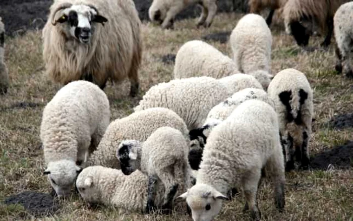 ---------Doi-brbai-au-cumprat-zeci-de-oi-capre-i-vaci-cu-bani-fali-i-au-revndut-animalele-la-pre-redus