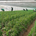 Exclusiv----------Fermierii-buni-de-plat-sau-lsai-fr-subvenii-Condiionalitatea-social-devine-obligatorie-