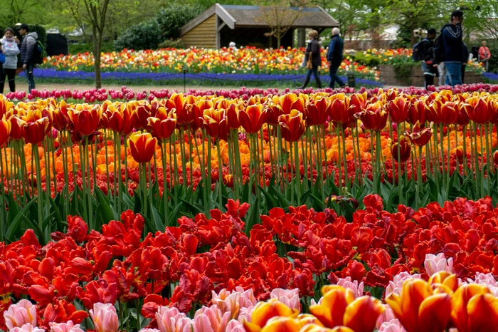 Foto----------Keukenhof-grdina-Europei-O-evadare-parfumat-printre-apte-milioane-de-flori-plnuit-ca-la-carte