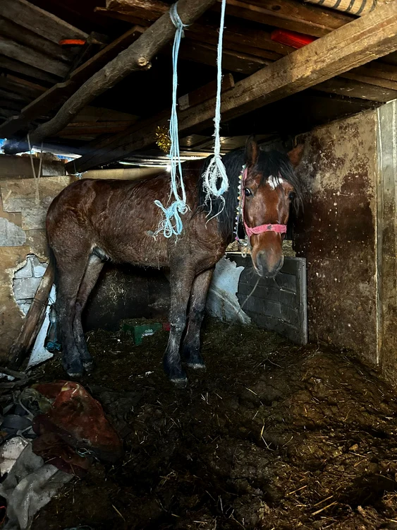 ---------Individul-care-i-a-incendiat-calul-acum-cinci-ani-a-comis-noi-atrociti-i-a-spnzurat-cinele-i-a-btut-un-alt-animal-ocant-i-inacceptabil