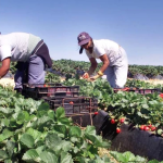 ---------Milioane-de-romni-s-au-stabilit-n-strintate-Banii-trimii-acas-au-depit-investiiile-strine-directe